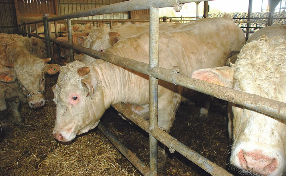 bovin-viande-pac-reforme-revenu-agricole-velage-croissance-insemination-vache-allaitante - Illustration Un marché du broutard qui “reste perturbé” en mai