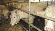 bovin-viande-pac-reforme-revenu-agricole-velage-croissance-insemination-vache-allaitante