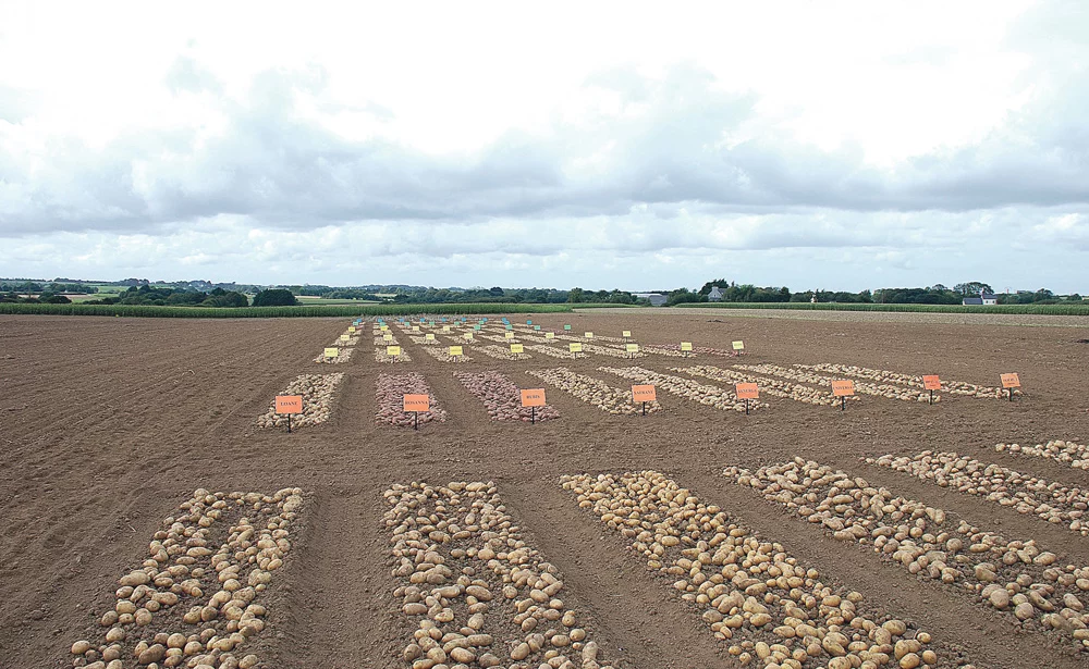bretagne-captage-pomme-de-terre-qualite-production - Illustration La filière plants de pomme de terre définit sa stratégie pour 2014