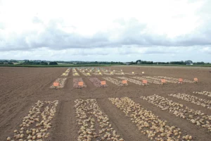 bretagne-captage-pomme-de-terre-qualite-production