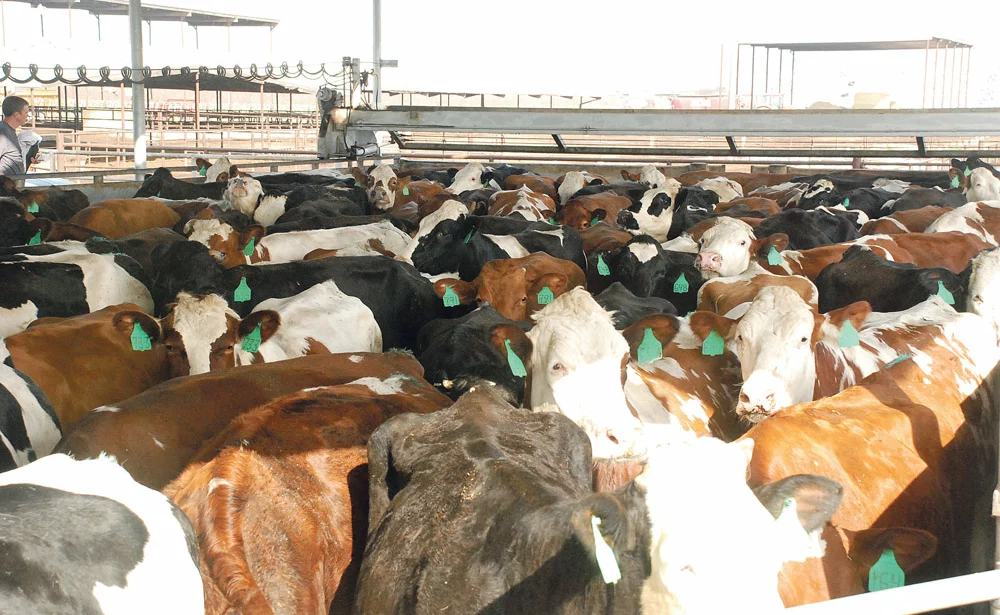 californie-vache-laitiere-lait-prix-crise-export-production - Illustration Des vaches laitières par milliers