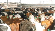 californie-vache-laitiere-lait-prix-crise-export-production