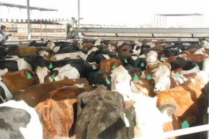 californie-vache-laitiere-lait-prix-crise-export-production