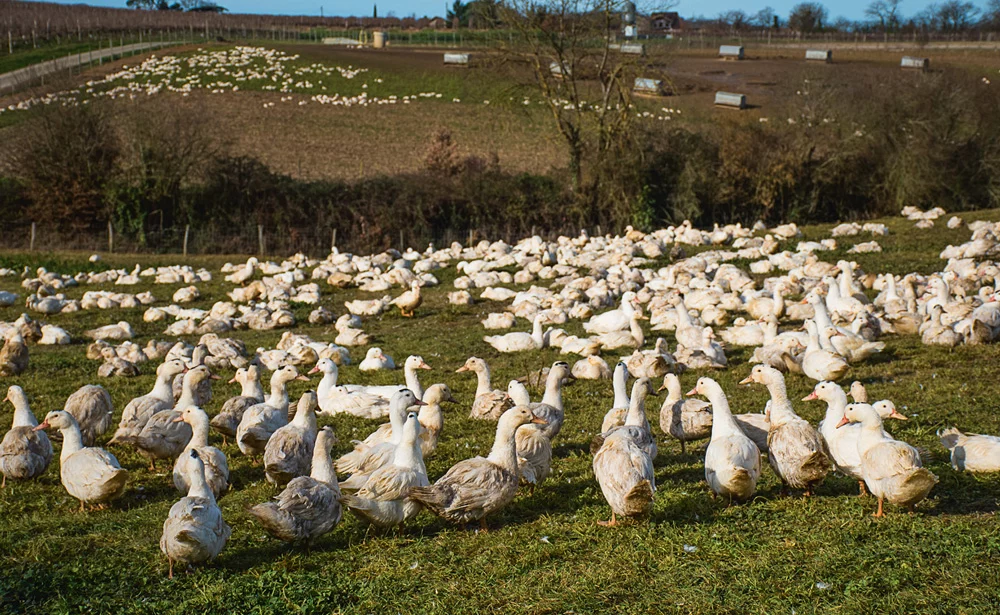 canard-influenza-aviaire-elevage-maladie-virus-sante-animale-aviculture - Illustration Assainir les élevages et éradiquer la maladie