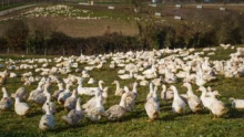 canard-influenza-aviaire-elevage-maladie-virus-sante-animale-aviculture