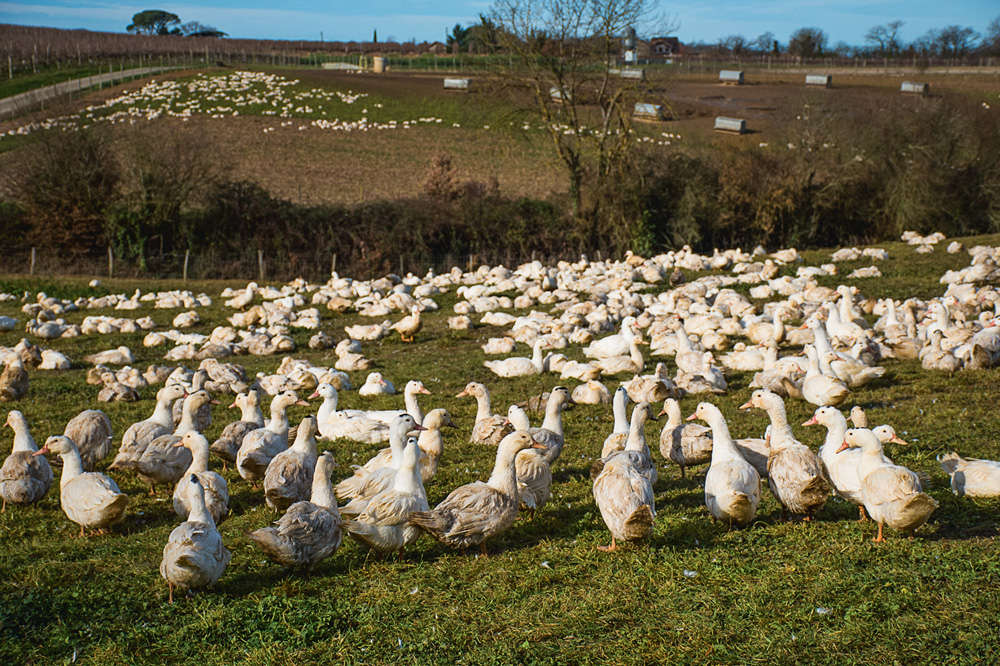 canard-influenza-aviaire-elevage-maladie-virus-sante-animale-aviculture