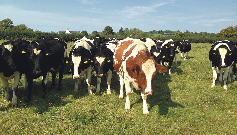 cereale-porc-bovin-lait-viande-marche-2014-commission-europeenne