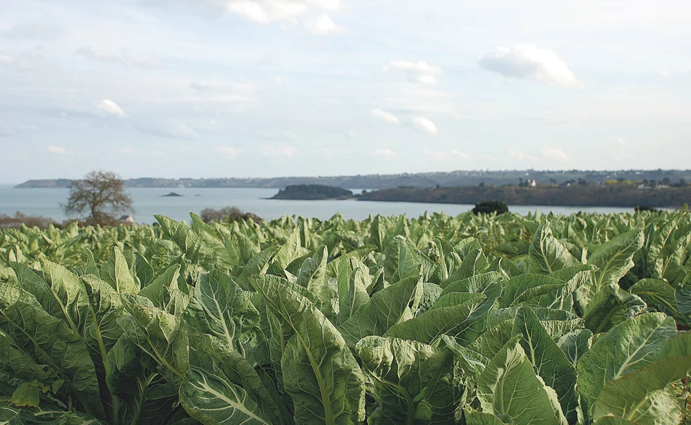 chou-fleur-legume-recolte-variete-retenu-campagne-2014-2015 - Illustration Deux nouvelles variétés retenues par le réseau breton
