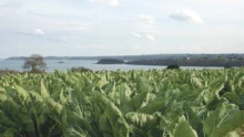 chou-fleur-legume-recolte-variete-retenu-campagne-2014-2015