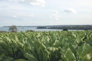 chou-fleur-legume-recolte-variete-retenu-campagne-2014-2015