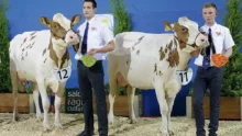 concours-bovin-pie-rouge-salon-agriculture-paris