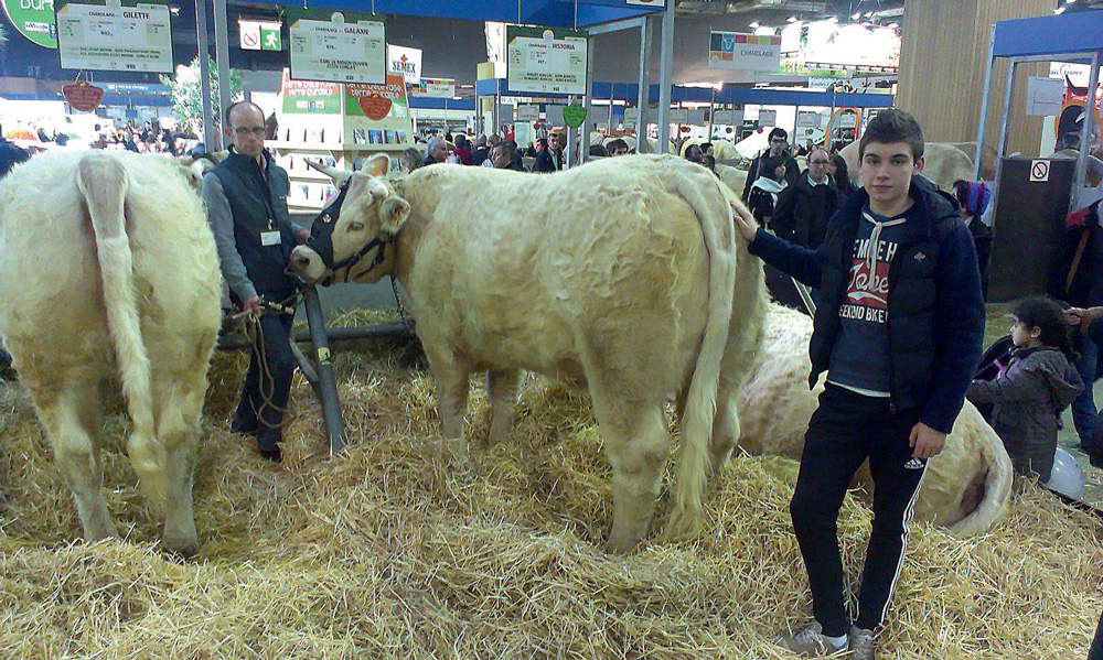 concours-charolaise-paris-elevage-breton-genisse - Illustration Deux élevages bretons au concours Charolais de Paris