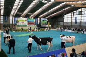 concours-nationnal-prim-holstein-2014-lait-aumaillerie-fougere-eleveur