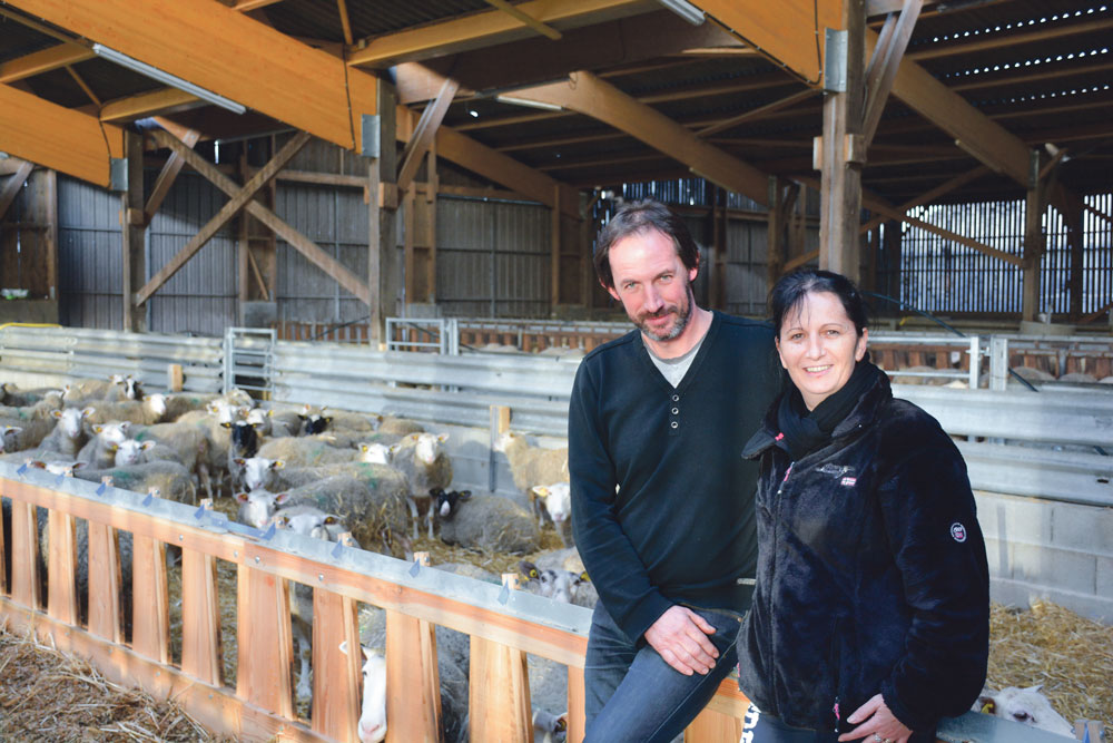  - Illustration La rentabilité ovine primée