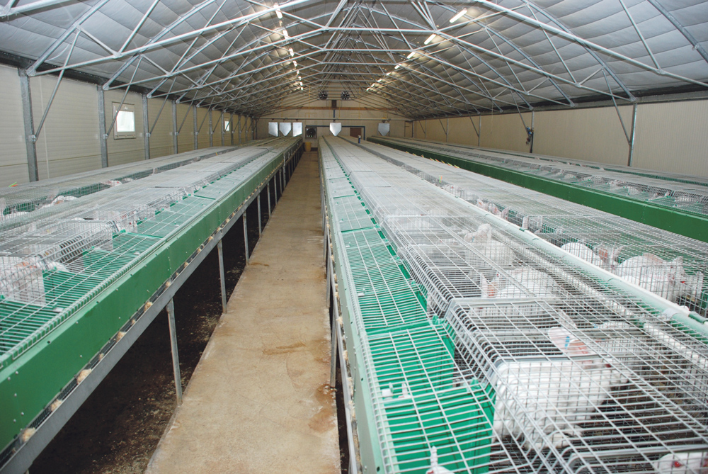 Photo of Coûts de production trop élevés en lapin