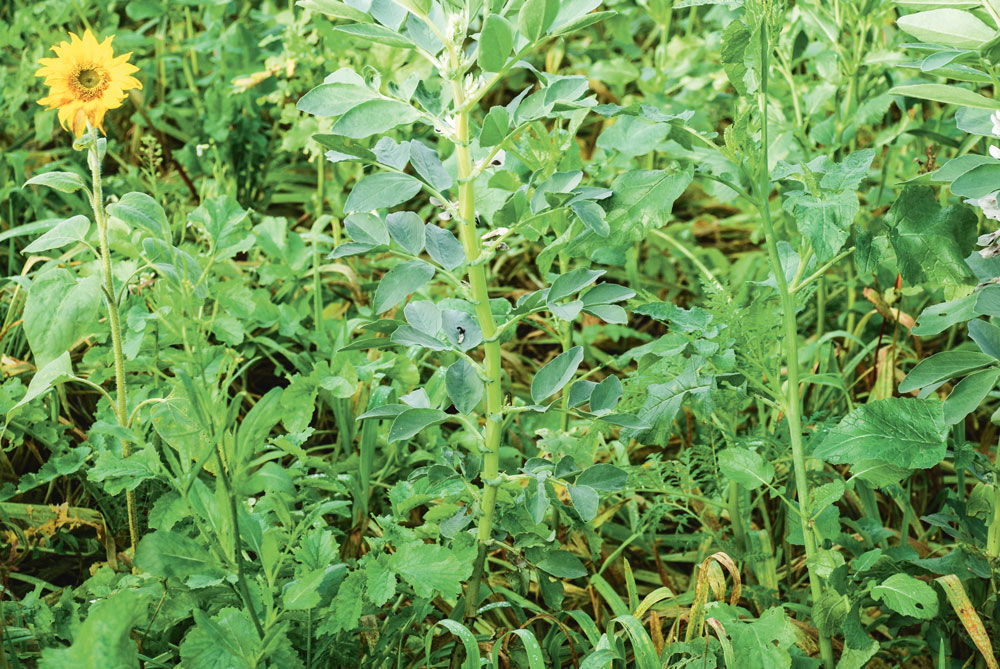 couvert-agronomique-culture-engrais-agronomie-semis-mais-cereale - Illustration Bien utilisé, un couvert assainit et enrichit le sol