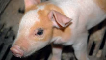 dep-diarrhee-epidemique-porcine-porc-sante-animale-porcelet-virus-maladie
