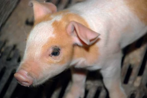 dep-diarrhee-epidemique-porcine-porc-sante-animale-porcelet-virus-maladie