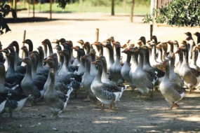 foie-gras-aviculture-oie-prix-production-consommation