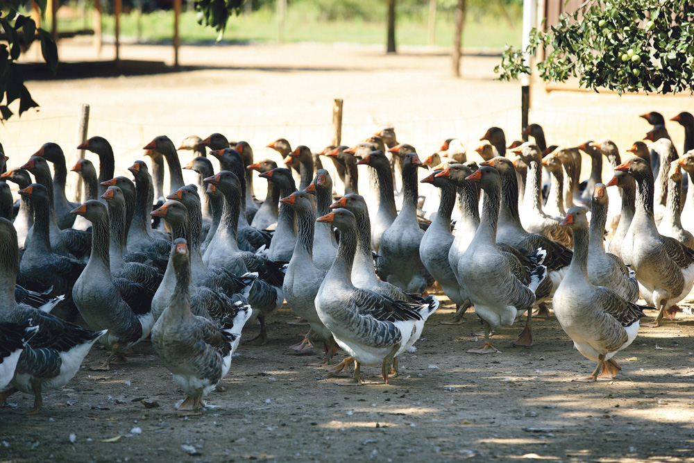 foie-gras-aviculture-oie-prix-production-consommation - Illustration Foie gras : la filière marque le pas
