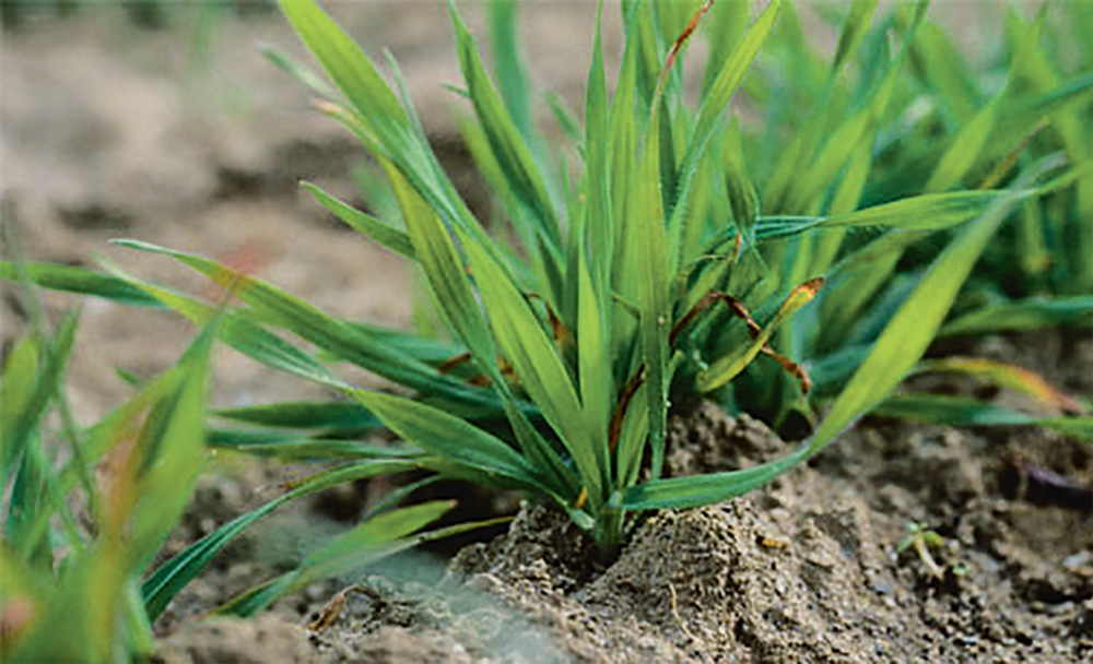 Photo of Céréales : solutions herbicides pour quelques adventices