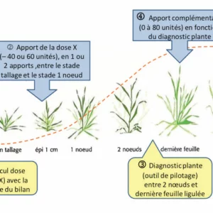 Principe de la gestion de la fertilisation azotée sur blé à l'aide d'un outil de pilotage