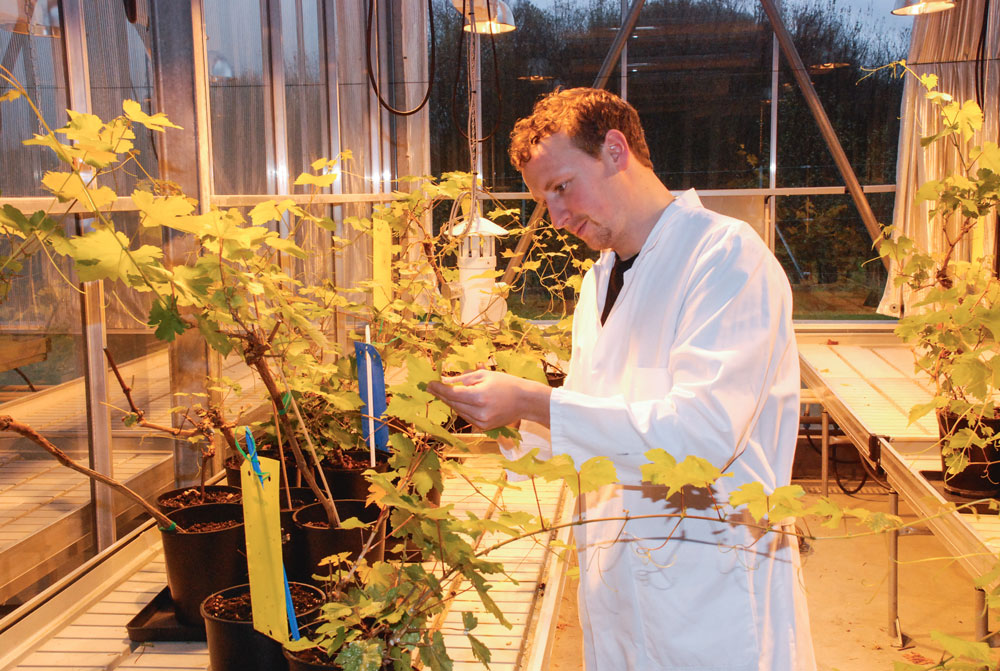 goemar-algue-phytosanitaire-economie-environnement-aliment - Illustration Les biostimulants renforcent la plante