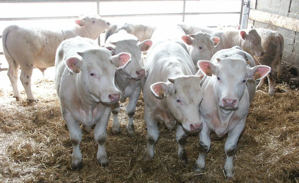 jeune-bovin-lait-viande-production-marche-prix - Illustration Des cours français à la traîne