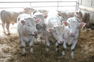 jeune-bovin-lait-viande-production-marche-prix