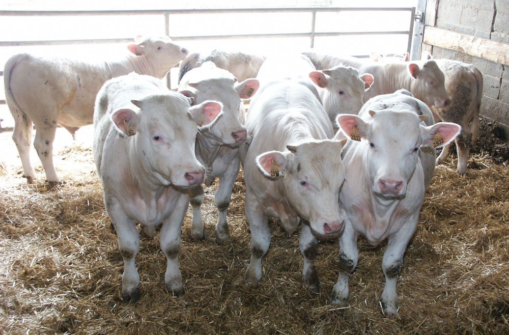 jeune-bovin-lait-viande-production-marche-prix - Illustration Des cours français à la traîne