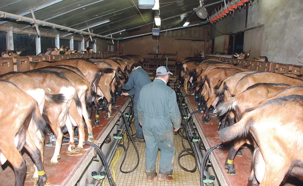 lait-chevre-caprin-transformation-fromagere-crise-revenu - Illustration EGAlim : le plan de filière caprine vise une hausse de 10% des ventes d’AOP à cinq ans