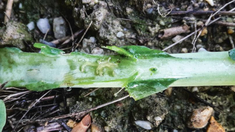 Pousse Colza Les grosses altises passent l’hiver au chaud | Journal Paysan Breton