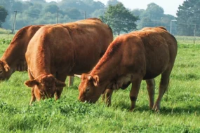 limousine-vache-allaitante-bovin-herbe-paturage-demande-aide