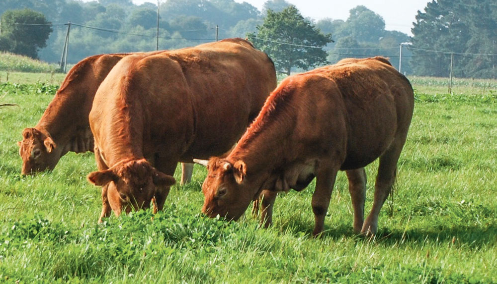 limousine-vache-allaitante-bovin-herbe-paturage-demande-aide - Illustration Montants des aides couplées bovines pour la campagne 2016
