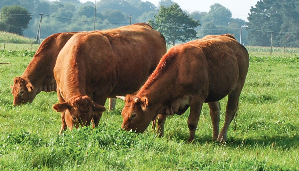 limousine-vache-allaitante-bovin-herbe-paturage-demande-aide - Illustration Toutes les vaches éligibles sont primées