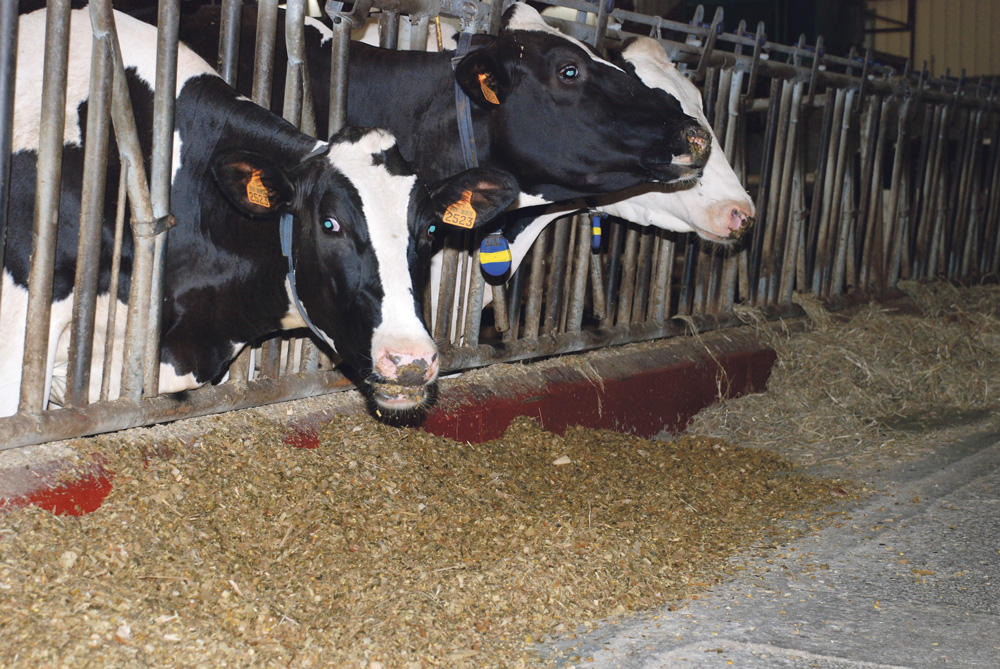 mais-fourrage-bcel-ouest-vache-laitiere-lait-recolte - Illustration Des maïs plus laitiers