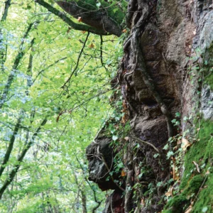 Un Minotaure règne sur la forêt