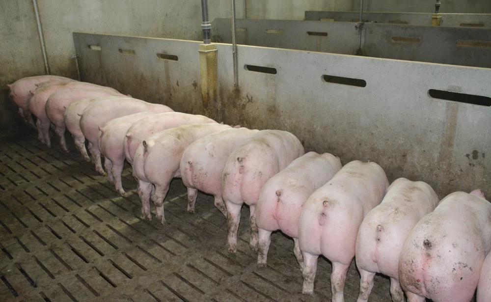 porc-consommation-grande-distribution-production-marche - Illustration Porc : forte croissance des exportations grâce à la Chine