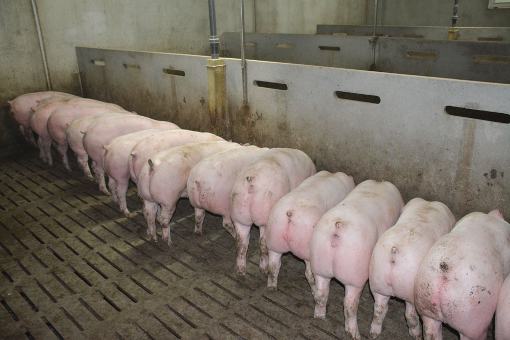 porc-consommation-grande-distribution-production-marche - Illustration Une offre bretonne à restructurer d’urgence