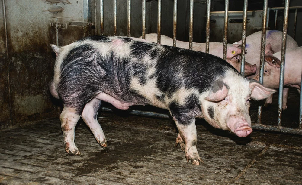 porc-truie-vaccin-sante-animale-sanitaire-regle-biosecurite-elevage-alimentation - Illustration Les 700 truies de l’élevage Lostanlen apprécient la biosécurité