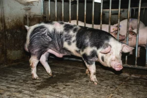 porc-truie-vaccin-sante-animale-sanitaire-regle-biosecurite-elevage-alimentation