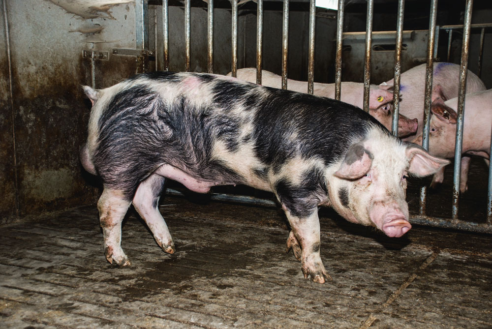 porc-truie-vaccin-sante-animale-sanitaire-regle-biosecurite-elevage-alimentation - Illustration Les 700 truies de l’élevage Lostanlen apprécient la biosécurité
