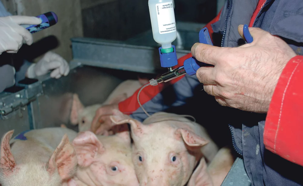 porc-vaccin-sante-animale-sanitaire-antibiotique-medicament-traitement - Illustration Les dépenses de santé curatives en baisse de 40 %