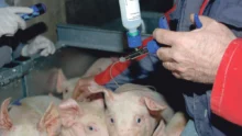 porc-vaccin-sante-animale-sanitaire-antibiotique-medicament-traitement