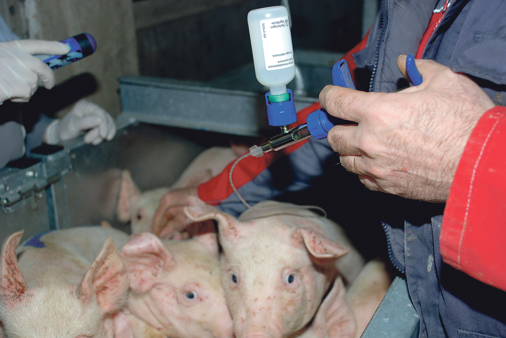 porc-vaccin-sante-animale-sanitaire-antibiotique-medicament-traitement - Illustration Les dépenses de santé curatives en baisse de 40 %