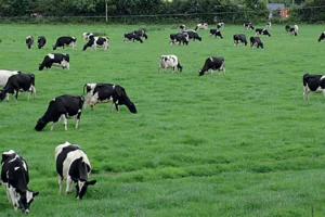 prim-holstein-paturage-herbe-vache-laitiere-production-lait-european-dairy-farmers