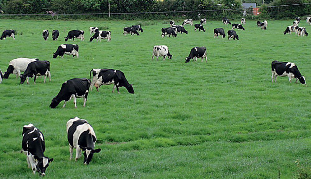 prim-holstein-paturage-herbe-vache-laitiere-production-lait-european-dairy-farmers - Illustration La productivité du travail fait la différence