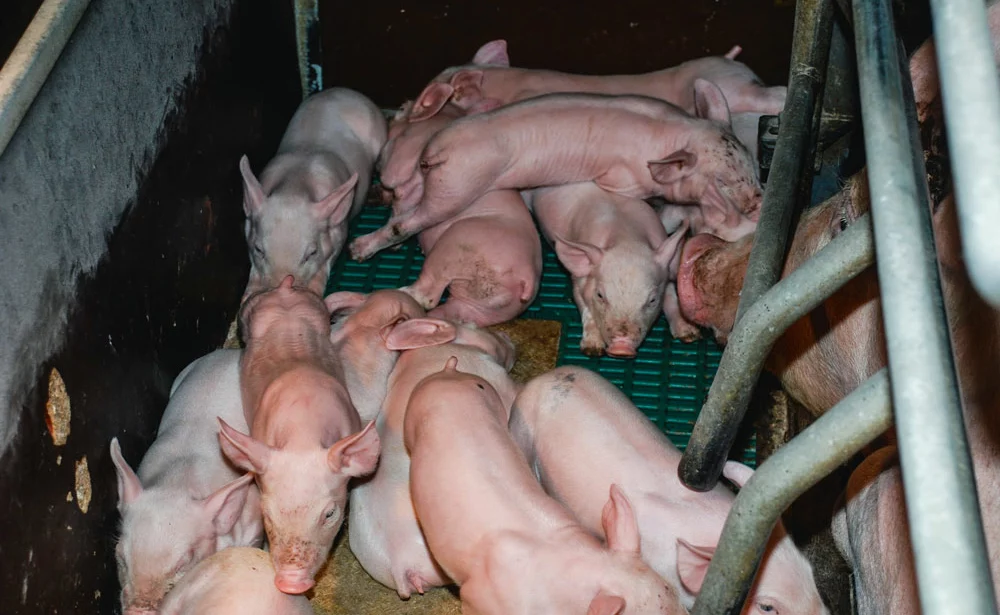 production-porc-exploitation-porcine-engraissement-naissage-export - Illustration L’UE, exportateur régional pour les grains, mais mondial pour le porc