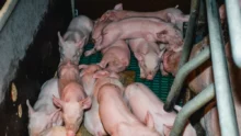 production-porc-exploitation-porcine-engraissement-naissage-export