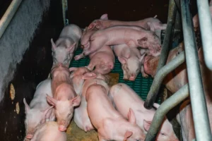 production-porc-exploitation-porcine-engraissement-naissage-export